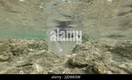 Tote Papageienfische treiben in einem Plastikbeutel unter der Wasseroberfläche im Küstengebiet. Weggeworfene transparente Plastiktüte schwimmt mit verstorbenen Fischen in Floa Stockfoto