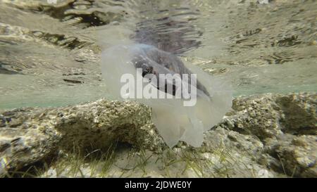 Tote Papageienfische treiben in einem Plastikbeutel unter der Wasseroberfläche im Küstengebiet. Weggeworfene transparente Plastiktüte schwimmt mit verstorbenen Fischen in Floa Stockfoto