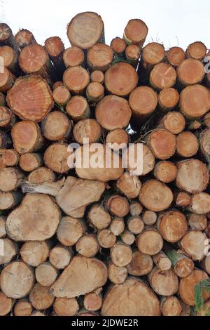 Gehacktes Brennholz und Holzstämme, die in einem Lagerstapel auf dem Holzhof zusammengeschichtet wurden. Holzhintergrund mit Textur, sammeln trockenes rustikales Holz als Ressource Stockfoto