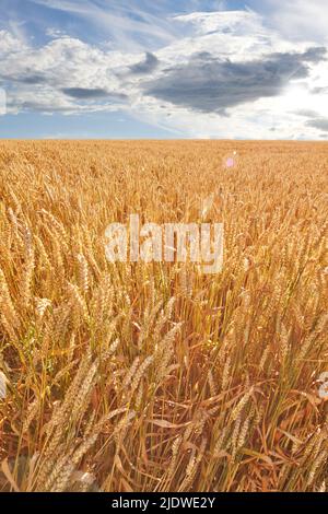 Nahaufnahme von Ähren aus Weizen, die auf dem Land zur Ernte während des Tages wachsen. Malerische Landschaft von lebendigen goldenen Stielen von reifen Getreide auf einem kultiviert Stockfoto