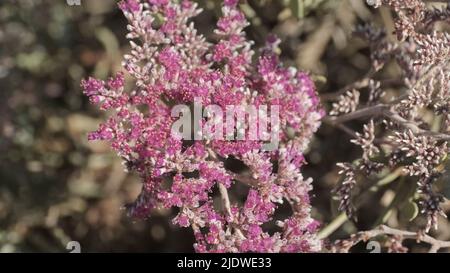 Nahaufnahme, rosa Blüten von Tetraena fontanesii (Zygophyllum fontanesii) in einer sandigen Wüste in Ägypten, Afrika Stockfoto