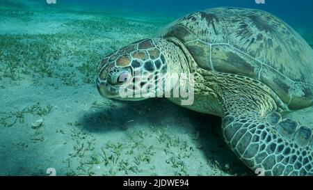 Big Sea Turtle grün auf dem Meeresboden mit grünem Seegras bedeckt. Grüne Meeresschildkröte (Chelonia mydas) Unterwasser geschossen. Rotes Meer, Ägypten Stockfoto