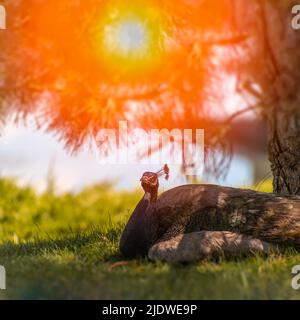 Der Pfau ruht unter einem Baum im Schatten, die Strahlen der warmen Sonne brechen durch die Bäume Stockfoto