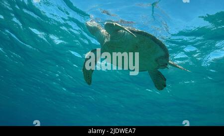 Meeresschildkröte atmet und ruht auf der Wasseroberfläche. Grüne Meeresschildkröte (Chelonia mydas). Unterwasseraufnahme. Rotes Meer, Ägypten Stockfoto