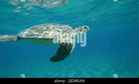 Große Meeresschildkröten schwimmen unter der Oberfläche des. Grüne Meeresschildkröte (Chelonia mydas). Unterwasseraufnahme. Rotes Meer, Ägypten Stockfoto