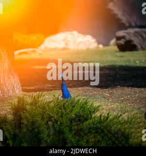 Der Kopf eines blauen Pfaus schaut hinter den Büschen hervor, er untersucht das Gebiet des Parks, er wird von den Strahlen der Sonne beleuchtet Stockfoto