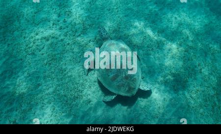 Big Sea Turtle grün auf dem Meeresboden mit grünem Seegras bedeckt. Grüne Meeresschildkröte (Chelonia mydas) Unterwasser geschossen. Rotes Meer, Ägypten Stockfoto