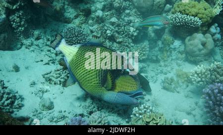 Lösen Sie Fische auf dem Korallenriff aus. Titan-Triggerfisch (Balistoides viridescens) Nahaufnahme, Unterwasser-Schuss. Rotes Meer, Ägypten Stockfoto