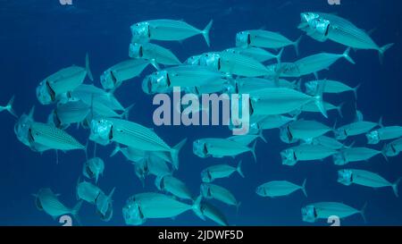 Die Schule der Makrelenfische schwimmt im blauen Wasser mit einem offenen Rammbock, der sich auf Planton ernährt. Unterwasseraufnahme. Rotes Meer, Ägypten Stockfoto