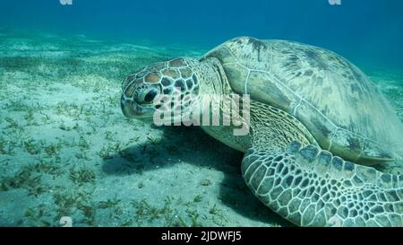 Rotes Meer, Ägypten. 23.. Juni 2022. Big Sea Turtle grün auf dem Meeresboden mit grünem Seegras bedeckt. Grüne Meeresschildkröte (Chelonia mydas) Unterwasser geschossen. Rotes Meer, Ägypten (Bild: © Andrey Nekrasov/ZUMA Press Wire) Stockfoto