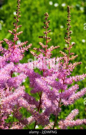 Astilbe arendsii 'Amethyst', Blooming, Pink, Astilbes, Flowering, Garten, Blumen, Blüten Stockfoto