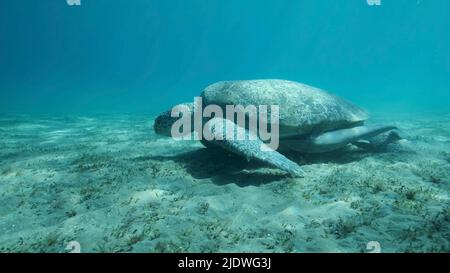 Rotes Meer, Ägypten. 23.. Juni 2022. Big Sea Turtle grün auf dem Meeresboden mit grünem Seegras bedeckt. Grüne Meeresschildkröte (Chelonia mydas) Unterwasser geschossen. Rotes Meer, Ägypten (Bild: © Andrey Nekrasov/ZUMA Press Wire) Stockfoto