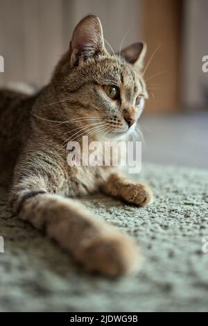 Die Katze mit grünen Augen liegt bequem auf einem Teppich Stockfoto