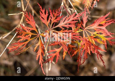 Laceleaf japanischer Ahorn (Acer palmatum var. dissectum, „Orangeola“) Stockfoto