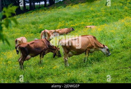 Milchkühe grasen im Frühjahr auf einem Hügel Stockfoto