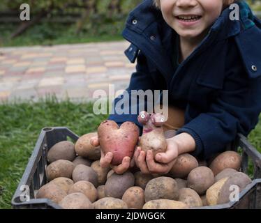 Junge lächelnd in der Nähe Haufen von frisch gegrabenen Kartoffeln, hält zwei lustige benutzerdefinierte Kartoffeln. Landwirtschaft, Spaß Bio-Landwirtschaft. Werbung für Kartoffelchips. Los Stockfoto