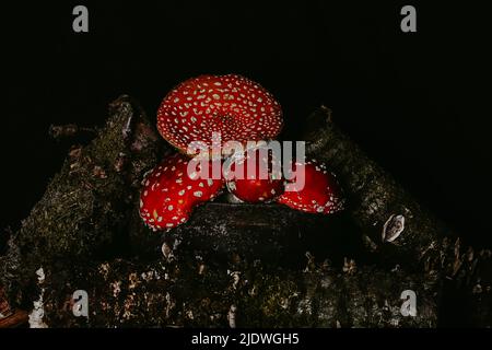 Amanita Pilze in einem Topf zwischen Baumstämmen mit Moos auf einem dunklen düsteren Hintergrund. Halloween-Konzept. Hexentrank-Zutat Stockfoto