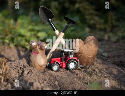 Roter Spielzeugtraktor, Mini-landwirtschaftliche Erntewerkzeuge, zwei lustige benutzerdefinierte Kartoffeln. Agronomie. Kreativ umweltfreundlich. Landwirtschaft. Weltwirtschaftkultur Stockfoto