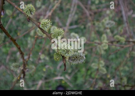 Grüne Kätzchen auf einer Weide im Frühling mit grüner Vegetation im Hintergrund Stockfoto