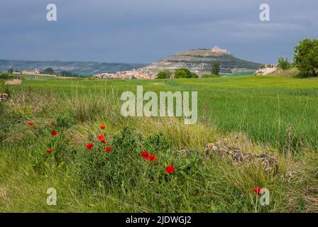 Spanien, Castilla y Leon, Mohnblumen und Bauernfelder mit Blick auf Castrojeriz am Camino de Santiago. Stockfoto