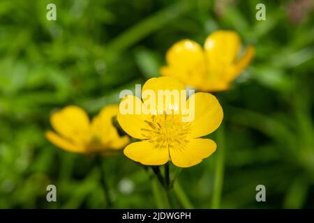 Makroaufnahme von blühenden schleichenden Schmetterlingen (Ranunculus repens) Stockfoto