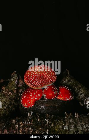 Amanita Pilze in einem Topf zwischen Baumstämmen mit Moos auf einem dunklen düsteren Hintergrund. Halloween-Konzept. Hexentrank-Zutat Stockfoto