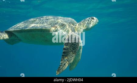 Rotes Meer, Ägypten. 23.. Juni 2022. Große Meeresschildkröten schwimmen unter der Oberfläche des. Grüne Meeresschildkröte (Chelonia mydas). Unterwasseraufnahme. Rotes Meer, Ägypten (Kreditbild: © Andrey Nekrasov/ZUMA Press Wire) Stockfoto