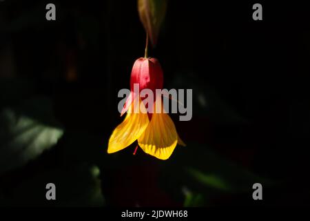 Rote und gelbe Abutilon-Blume, die im Sonnenlicht und Schatten mit einem natürlichen dunkelgrünen Hintergrund hängt Stockfoto