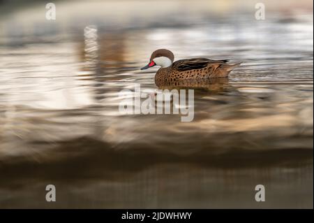 Ente im Wasser. Eine weiße Wabenschwanznagel schwimmt. Anas bahamensis. Bahama-Pintail. Sommerente im Genfer See, Lausanne, Schweiz. Stockfoto