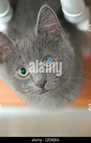 bobtailed Kätzchen mit Genitic Auge Problem PPM geht weg mit den größten Teil der Zeit Altern und verursacht keine Probleme Stockfoto
