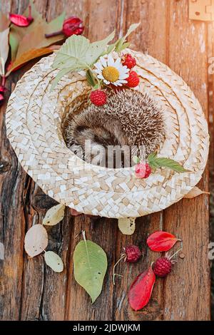 Herbstkomposition. Der Igel liegt in einem Strohhut mit Blumen und Beeren. Stockfoto