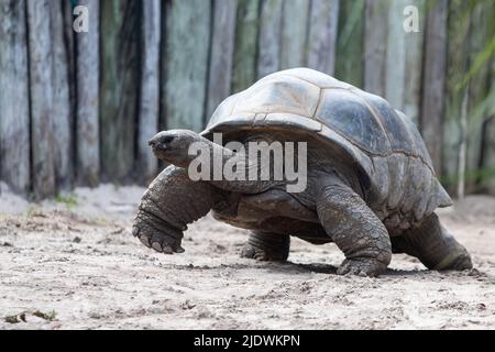 Sie wandern herum... Stockfoto