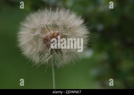 Löwenzahn-Samen-Leiter Stockfoto