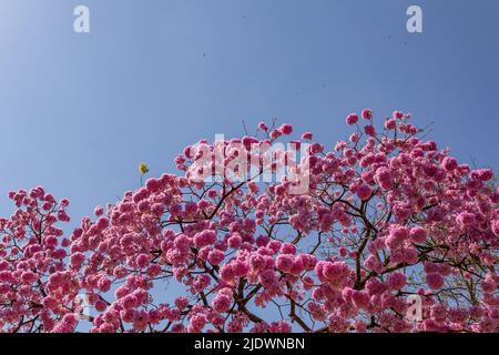 Goiania, Goiás, Brasilien – 04. Juni 2022: Detail der Zweige einer blühenden violetten ipê mit blauem Himmel im Hintergrund.Handroanthus impetiginosus. Stockfoto