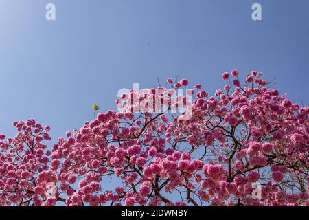 Goiania, Goiás, Brasilien – 04. Juni 2022: Detail der Zweige einer blühenden violetten ipê mit blauem Himmel im Hintergrund.Handroanthus impetiginosus. Stockfoto