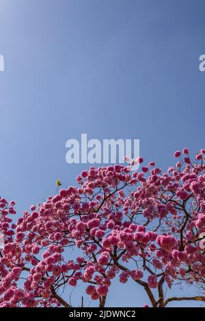 Goiania, Goiás, Brasilien – 04. Juni 2022: Detail der Zweige einer blühenden violetten ipê mit blauem Himmel im Hintergrund.Handroanthus impetiginosus. Stockfoto