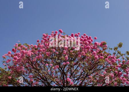 Goiania, Goiás, Brasilien – 04. Juni 2022: Detail der Zweige einer blühenden violetten ipê mit blauem Himmel im Hintergrund.Handroanthus impetiginosus. Stockfoto