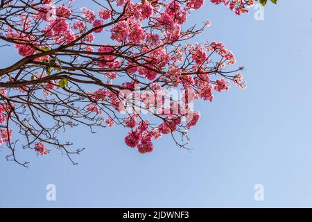 Goiania, Goiás, Brasilien – 04. Juni 2022: Detail der Zweige einer blühenden violetten ipê mit blauem Himmel im Hintergrund.Handroanthus impetiginosus. Stockfoto