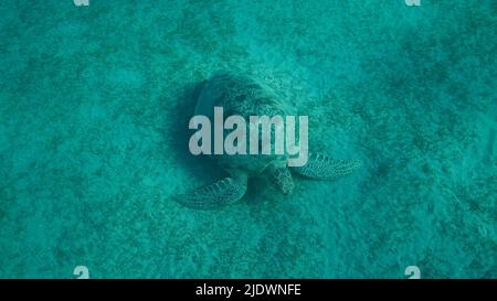 Rotes Meer, Ägypten. 23.. Juni 2022. Big Sea Turtle grün auf dem Meeresboden mit grünem Seegras bedeckt. Grüne Meeresschildkröte (Chelonia mydas) Unterwasser geschossen. Rotes Meer, Ägypten (Bild: © Andrey Nekrasov/ZUMA Press Wire) Stockfoto