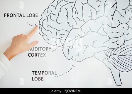 Nahaufnahme eines nicht erkennbaren medizinischen Wissenschaftlers, der das menschliche Gehirn untersucht und auf den Frontallappen auf Schema zeigt Stockfoto