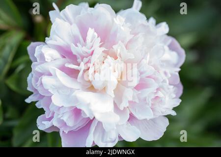 Schöne rosa und weiße Pfingstrosen Blumen, Blumenkunst Hintergrund. Botanische Flachlage Stockfoto
