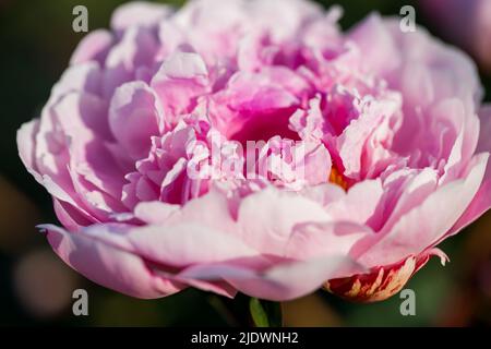 Pfingstrosen rosa schöne Blütenblätter Blüten, blühende rosa Pfingstrosen. Nahaufnahme. Stockfoto