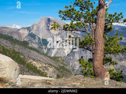 Blick auf den Half Dome von der Spitze des Yosemite Falls mit einer einbunter Kiefer vor dem Hotel. Sonniger Tag im Yosemite National Park, Kalifornien, USA. Amerikanischer Eimer Stockfoto