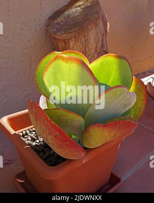 Privater Garten in Palau, Sardinien, Italien Stockfoto