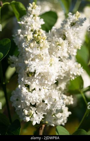 Flieder (Syringa vulgaris), Blumen des Frühlings Stockfoto