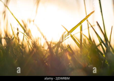 Gräser bei Sonnenuntergang. Defokussiert Gräser Hintergrundbild. Konzept der Natur- oder CO2-Netto-Null- oder CO2-Neutralität. Stockfoto