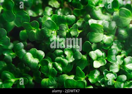 Nahaufnahme Textur Hintergrund von frischen mikrogrünen Sprossen. Stockfoto