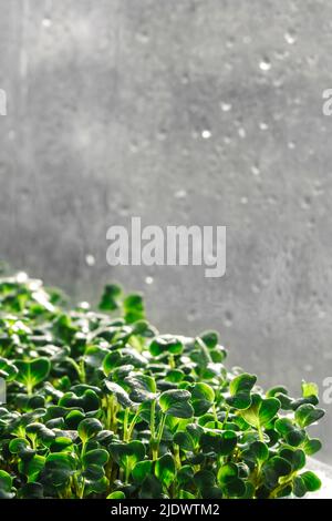 Microgreen Sprossen auf grauem Hintergrund. Stockfoto