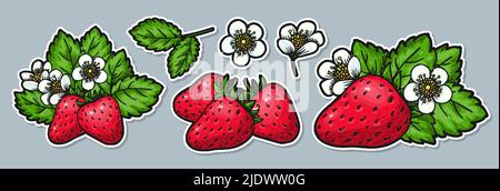 Handgezeichnetes Sticker-Set für reife Erdbeeren. Realistische ganze rote Beeren Blattblume. Gesunde Ernährung Stock Vektor