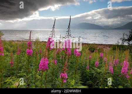 Rosebay Weidenkraut oder Feuerkraut (lat. Chamaenerion angustifolium) (auch bekannt als Chamerion angustifolium und Epilobium angustifolium) am Loch Leven, Stockfoto